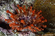 Telmatactis americana Anemone a massues-Bonaire Buddy Reef-13m-20180222nuit-Denis-ADER-DSC_7610_tn